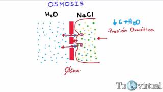 Osmosis  Que es osmosis y presión osmótica  Fisiología [upl. by Lozano]