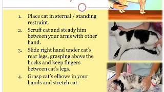 Handling and restraining of cats part 3 restraint positions and chemical restraint [upl. by Reina]