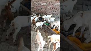 New kids video of goat 🐐 farm shorts viral goat farming business viralnow [upl. by Leah]