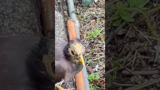 A cute myna its yellow eyes gleam with a striking intensity [upl. by Hanas]