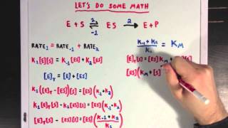 Steady States and the Michaelis Menten Equation [upl. by Danit]