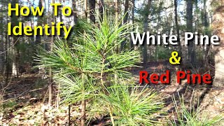 How To Identify White Pine amp Red Pine Trees [upl. by Eyma]