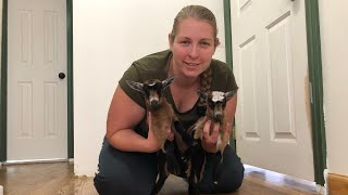 Bottle Baby Goats First Days Fall 2025 VLOG029 [upl. by Eniamat787]