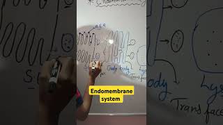 Endomembrane system  Biology class 11 [upl. by Tamarra920]