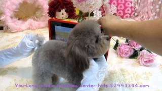 PocketSuper Tiny Teacup Poodle 101 body proportion show [upl. by Atekram844]