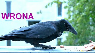 Wrona czarnaBLACK CROW🐦🐦🐦 5 [upl. by Nichola421]