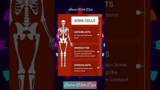 Type of bone cells present in our Bones [upl. by Arihas]