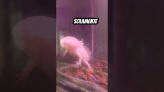 Goals 👹 axolotl mexico virqlvideo ajolotes consejosdevida alucines campeon axolotls fyp 12 [upl. by Consuelo791]