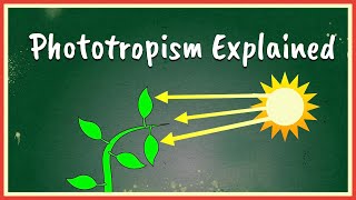 Cytokinins plant growth hormone [upl. by Yk]