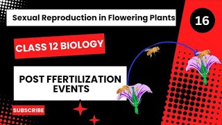 Post Fertilization Events  Class 12  Sexual Reproduction in Flowering Plants  Dhimans Biology [upl. by Romina]