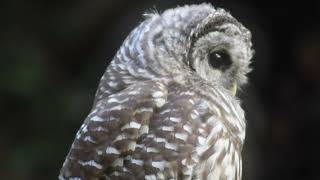 Barred Owls 23 [upl. by Aldridge]