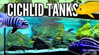 10 Beautiful Cichlid Tank Setups Mbuna Cichlids [upl. by Yeloc]