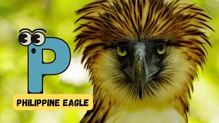 ABC Endangered Animal Song Video for Kids  Alphabet with Endangered Animals  Phonics amp English [upl. by Bennion213]