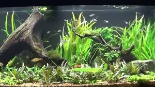 75 Gallon Aquarium Crypts crinum calamistratum HYGROPHILA CORYMBOSA ANGUSTIFOLIA [upl. by Vaclav]