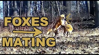 Trail Camera Foxes Mating [upl. by Sorips]