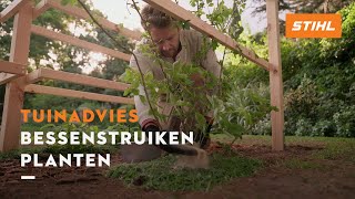 Bessenstruiken planten  STIHL Tuintips [upl. by Shelden370]