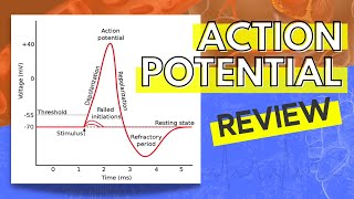 013 A Review of the Action Potential [upl. by Ainniz]