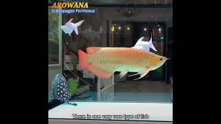 Arowana A symbol of good luck and prosperity animals fish facts [upl. by Akirre]