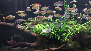 Rainbowfish Feeding Frenzy [upl. by Ellehcir896]