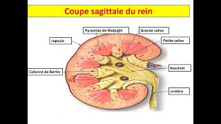 Histologie de lappareil urinaire 1 Dr MESSALA Oran [upl. by Otnicaj]