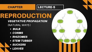 vegetative propagation  bulbcormsrhizomesstemtubersuckersleaves lecture5 biology class10 [upl. by Eli]