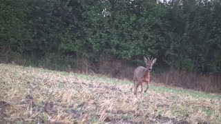 Mit mir im Revier Blattjagd 4 Böcke [upl. by Virge]