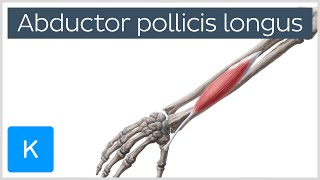 Abductor Pollicis Longus Muscle Overview  Human Anatomy  Kenhub [upl. by Anhej]