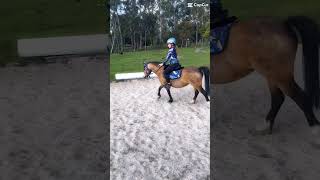 Binnnddeenm song equestrian music funny cute [upl. by Anidene]