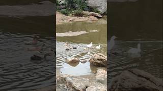 Ducks having fun 🦢🌳❤️Nature farm lakmevlogs shortsviral shortsviral trending Sanctity ferme [upl. by Anavas]