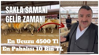 CEYHAN HAYVAN PAZARI  EN KARLI İŞ SAMAN BESLEMEK Mİ hayvancılık tarım [upl. by Eimerej]