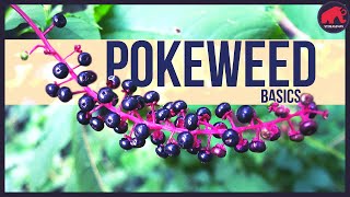 Pokeweed Only eat this if [upl. by Leumel]