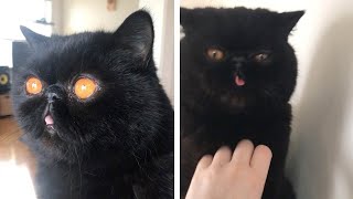 Adorable Black Cat Has Eyes Like Pumpkins [upl. by Yukio]