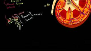 The Kidney and Nephron in Bangla [upl. by Yelats10]