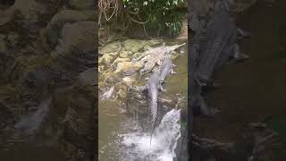 Gharial Endangered crocodilians shorts feed youtube shorts  Gharial [upl. by Jonie860]