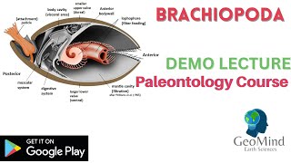 Brachiopoda  Demo Lecture  Paleontology  Geology  GATE  IIT JAM  UPSC  NET [upl. by Elin394]