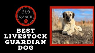 Anatolian Shepherd  The Best Livestock Guardian Dog with 1000’s of Years of Breeding [upl. by Volnak112]