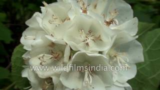 Flowering Plant Dombeya Tiliacea [upl. by Bergstrom]