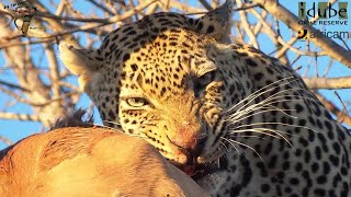 Male Leopard Has An Impala For Breakfast As Hyenas Wait Below [upl. by Nic28]