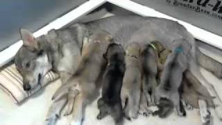 Tamaskan puppies nursing x4 [upl. by Ambrogio639]