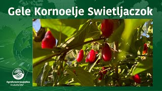 Gele Kornoelje Swietljaczok [upl. by Isla]