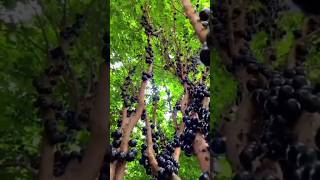 Amazing Fruit  Jabuticaba  Satisfying Harvest youtubeshorts fruitcutting shorts [upl. by Otrebide]