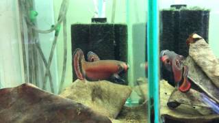 Betta macrostoma wild caught [upl. by Tor304]