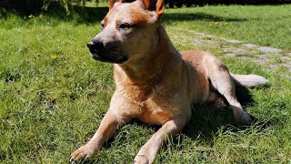 Exploring the Unique Coats of Australian Cattle Dogs [upl. by Sukramed777]