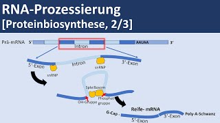 RNA Prozessierung Proteinbiosynthese 23  Biologie Genetik Oberstufe [upl. by Siegler334]