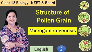 Pollen Grains and Formation of Male Gametophyte NCERT Class 12 [upl. by Lupe]