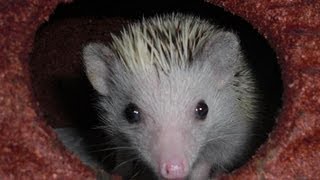 How to Breed Hedgehogs [upl. by Ettenirt]