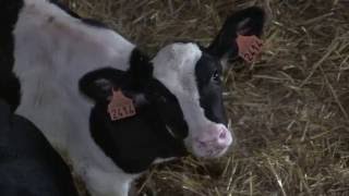 Bovins en bonne santé avec moins dantibiotiques  Les maladies respiratoires [upl. by Pennebaker]