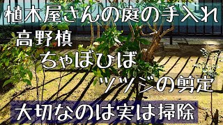 【和風の庭】剪定作業、草取り、芝刈り主な樹木は高野槙、金木犀、ツツジなど [upl. by Lady116]