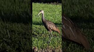 Limpkin searching birds nature wildlife florida [upl. by Adnylg833]