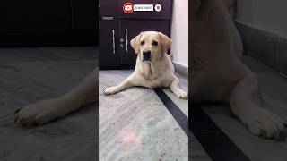 Jenny❤️Kya karu🦮🤔😂dogfunnyshortviewsytshortviralshorttrendingshortsfeedlabradorsubscribe [upl. by Anawat]